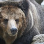 クマ対策の新常識「クマよけ鈴は効果なし」　音の期待と現実