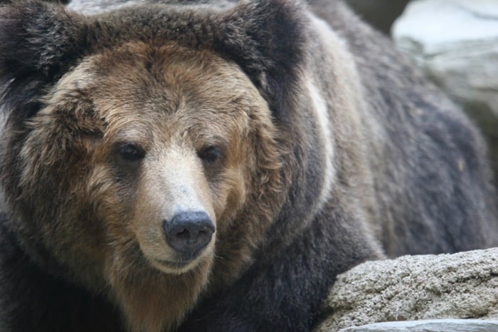 クマ対策の新常識 クマよけ鈴は効果なし 音の期待と現実 護身用品ksp 店長ブログ