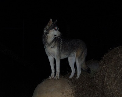 危険な野犬と熊よけスプレー