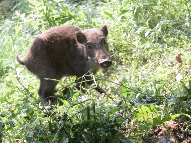 危険なイノシシの対処法 危険なのはクマだけじゃない 護身用品ksp 店長ブログ