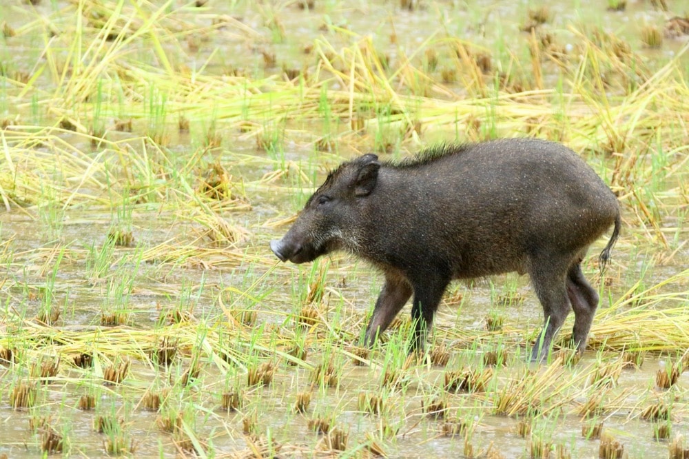 イノシシに注意 個体数はツキノワグマの60倍以上 護身用品ksp 店長ブログ