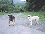 野犬
